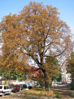 Pie kasztanowca zwyczajnego