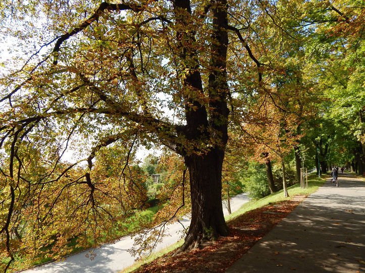Kasztanowiec zwyczajny