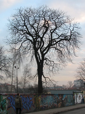 Kasztanowiec zwyczajny