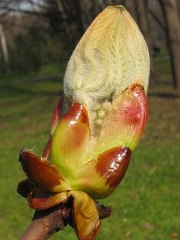 Otwierajce si pki kasztanowca zwyczajnego
