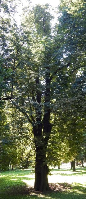 Kasztanowiec zwyczajny w Jaworze