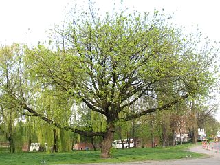 Klon jesionolistny