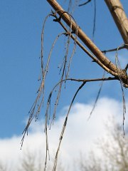 Szypuki po owocach klona jesionolistnego