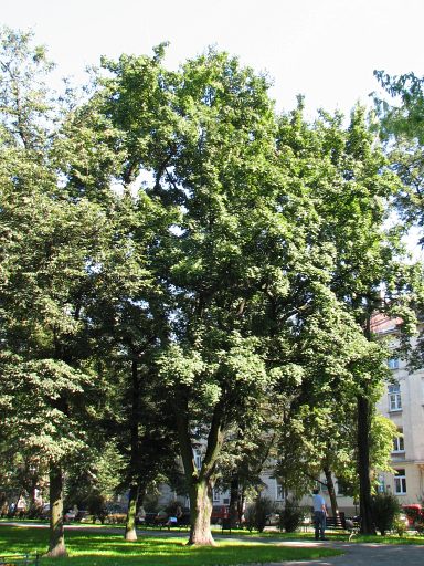 Klon polny