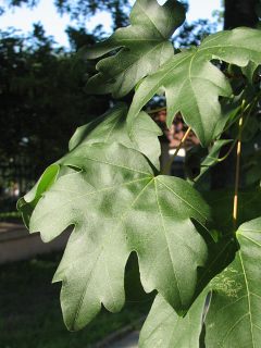 Licie klona polnego