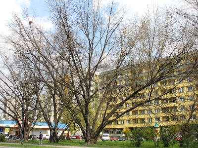 Pokrj klona srebrzystego