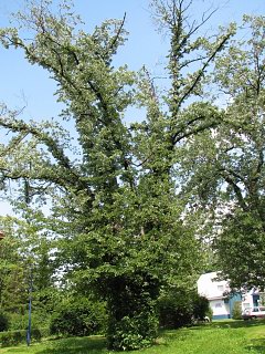 Klon srebrzysty