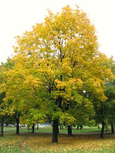 Klon zwyczajny