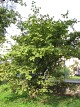 Leszczyna pospolita