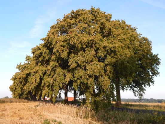 Leszczyny tureckie w Mielenku