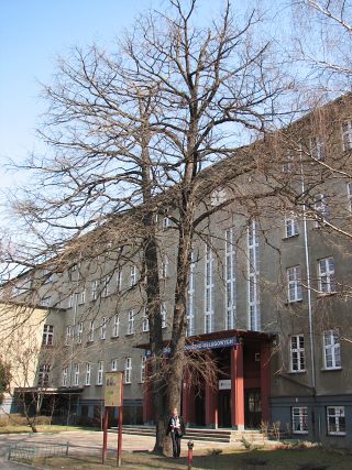 Leszczyna turecka - kora