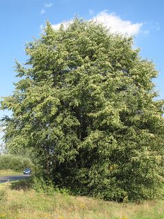 Lipa drobnolistna - pokrj