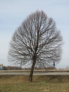 Lipa drobnolistna - pokrj