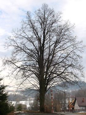 Pokrj lipy drobnolistnej