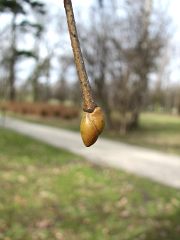 Pki lipy drobnolistnej