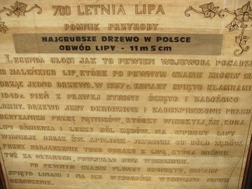 Lipa drobnolistna w Cieltnikach