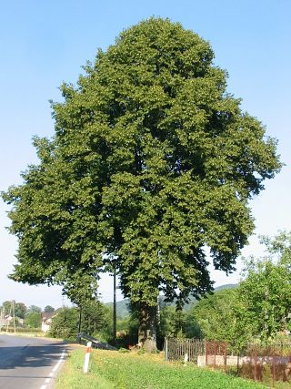 Potna lipa szerokolistna - pokrj