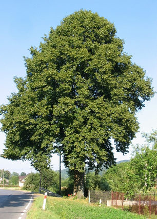 Potna lipa szerokolistna - pokrj