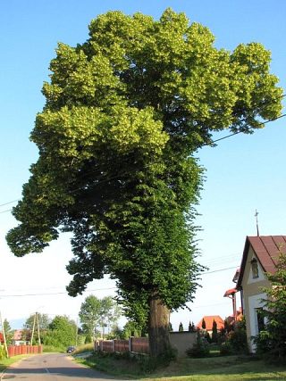 Lipa szerokolistna