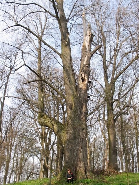 Potna lipa szerokolistna - pokrj