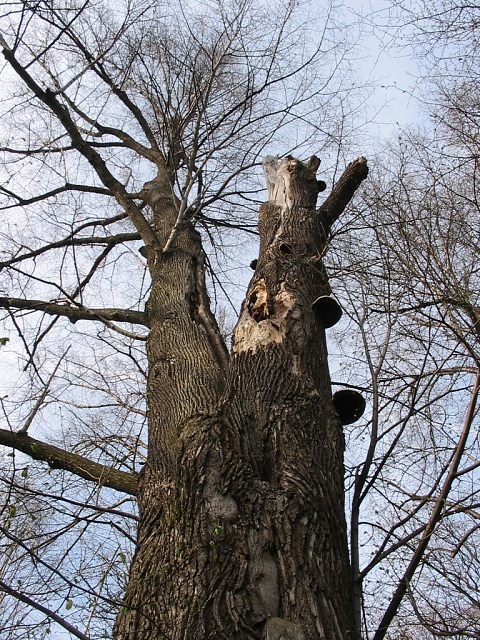 Kora lipy szerokolistnej