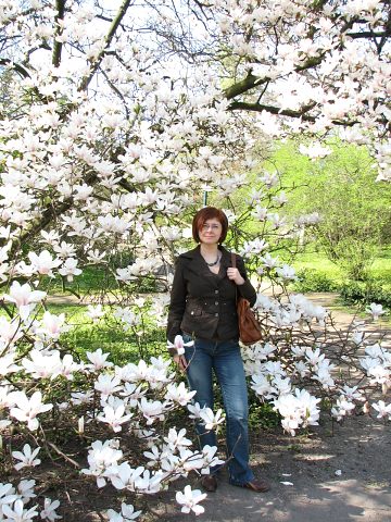 Magnolia japoska