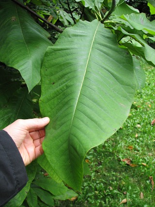 Licie magnolii parasolowatej