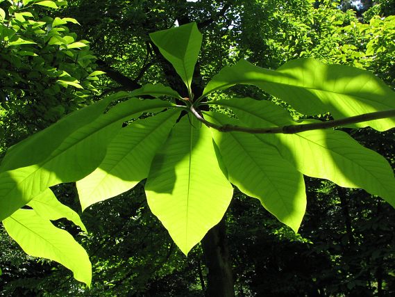 Licie magnolii parasolowatej
