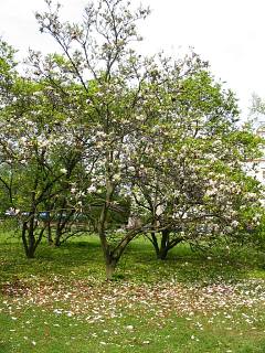 Pokrj magnolii poredniej
