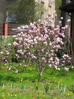 Magnolia porednia