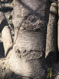Kora magnolii poredniej