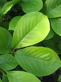 Licie magnolii poredniej