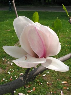 Kwiaty magnolii poredniej