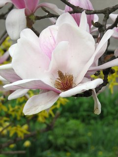 Magnolia porednia - kwiat