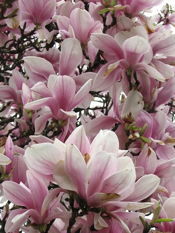 Kwiaty magnolii poredniej