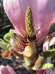 Kwiaty magnolii poredniej