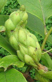 Owoce magnolii poredniej