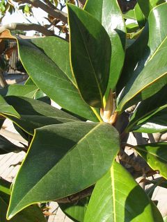 Magnolia wielkokwiatowa - licie