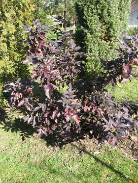 Mahonia ostrolistna - pokrj