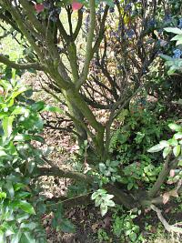 Mahonia ostrolistna - pnie