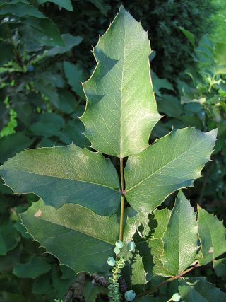 Mahonia ostrolistna - licie