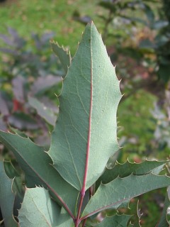 Mahonia ostrolistna - licie