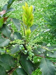 Mahonia ostrolistna - mode licie