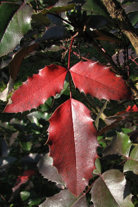 Mahonia ostrolistna - jesienne licie