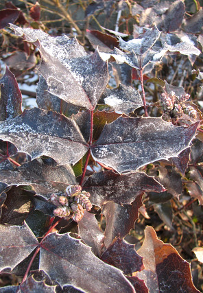 Mahonia ostrolistna - licie