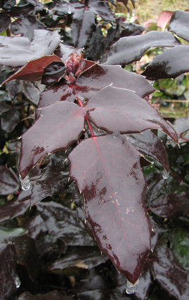 Mahonia ostrolistna - licie