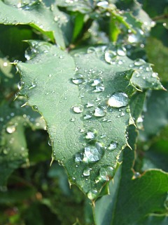 Mahonia ostrolistna - licie