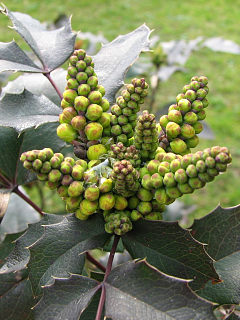 Mahonia ostrolistna - kwiaty