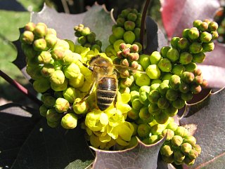 Mahonia ostrolistna - kwiaty
