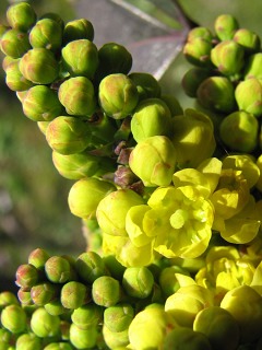 Mahonia ostrolistna - pojedynczy kwiat